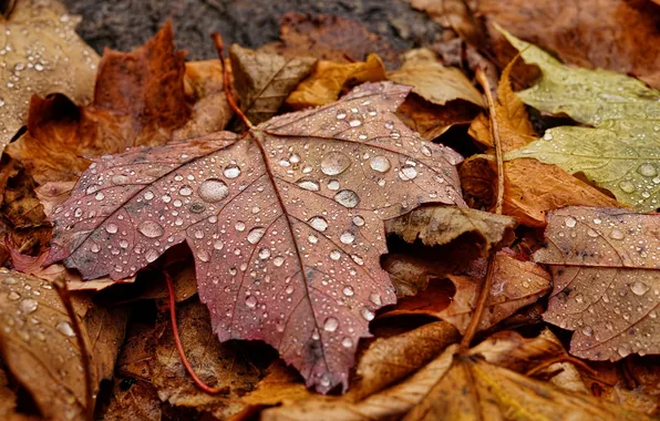 Осень, листья, природа