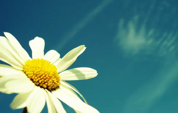 Картинка цветок, макро, природа, растения, ромашка, небо. лето
