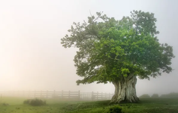 Картинка поле, природа, туман, дерево