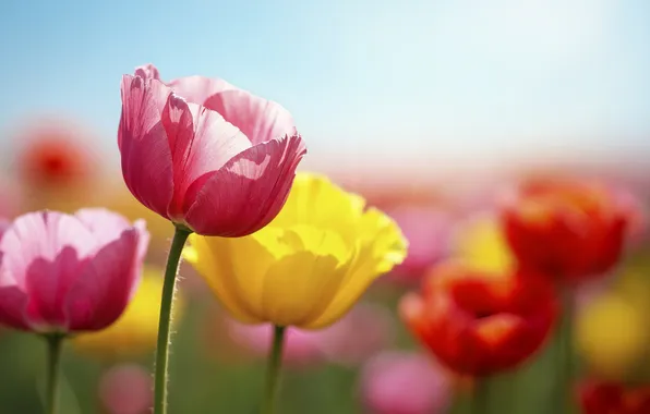Цветы, весна, flowers, tulips, spring, n.mgfys