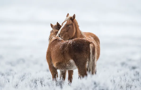 Картинка холод, зима, кони
