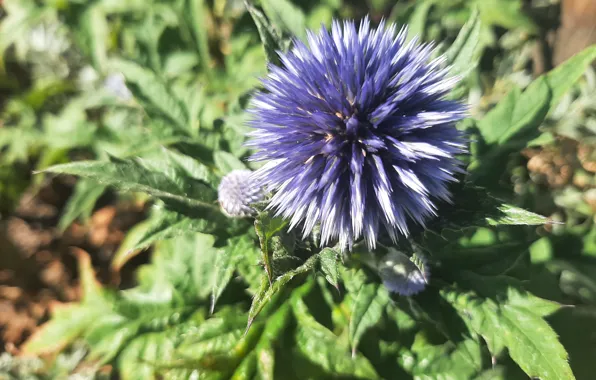 Kwiaty, Natura, ozdoba, zieleń