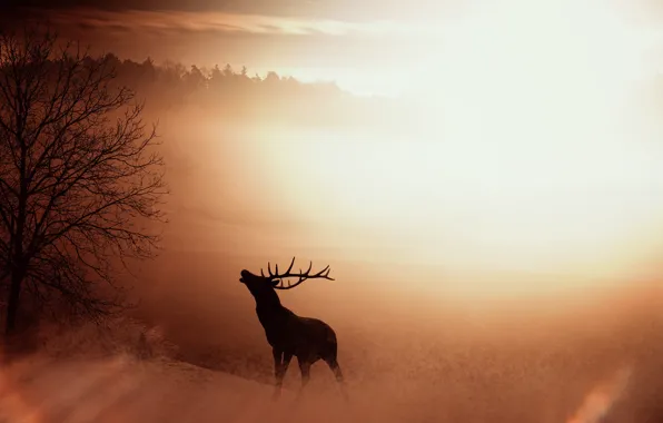 Картинка nature, fog, sunrise, silhouette