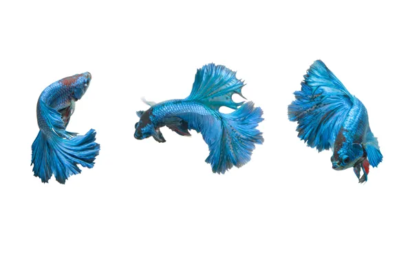 Blue, fish, pose, betta