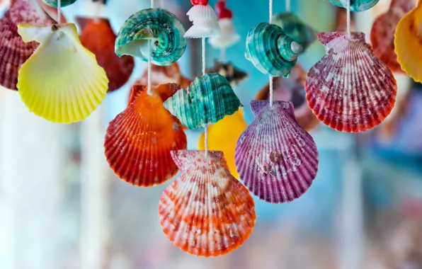 Colorful, ракушки, marine, seashells