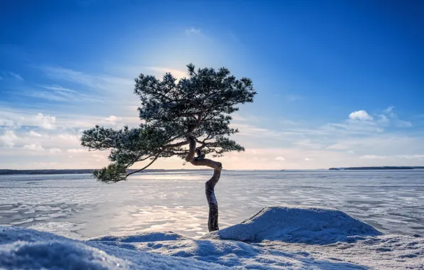 Зима, озеро, дерево