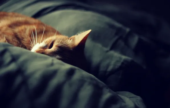 Кошка, сон, одеяло, cat