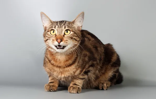 Кошка, взгляд, фон