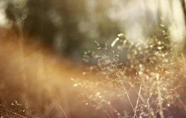 Картинка трава, солнце, макро, фон, сухая