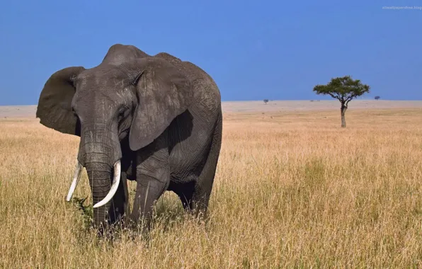 Nature, animal, elephant