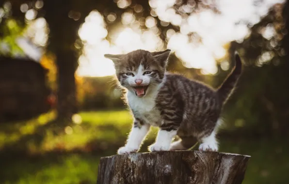 Картинка природа, котёнок, мяукает