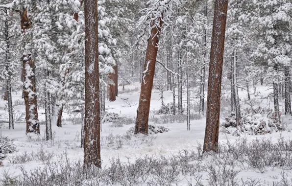 Картинка зима, лес, снег, деревья, сосны