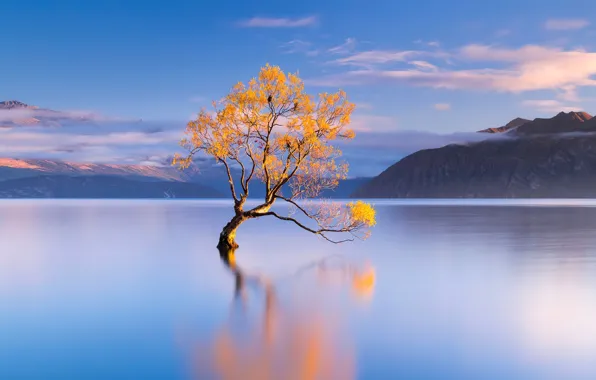 Картинка Осень, горы, Одинокое дерево, Новая Зеландия, Autumn, New Zealand, озеро Ванака, Lake Wanaka