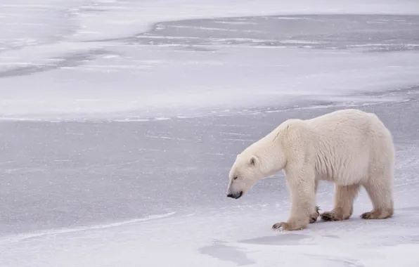 Картинка зима, медведь, Канада, Canada, белый медведь, полярный медведь, Manitoba, Гудзонов залив