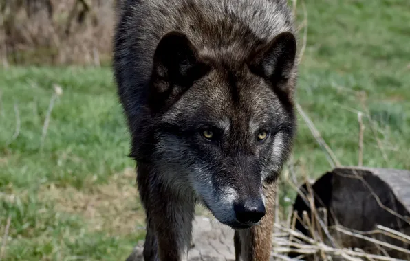 Nature, face, animal, wolf, wildlife, head, fur, mammal