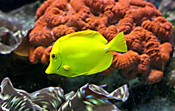 Вода, природа, рыбка, кораллы, tropical fish