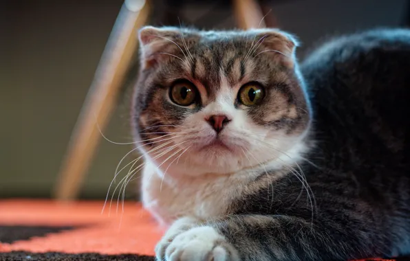 Картинка кошка, взгляд, мордочка, Скоттиш-фолд, Шотландская вислоухая кошка