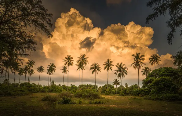 Картинка облака, тропики, пальмы, Таиланд