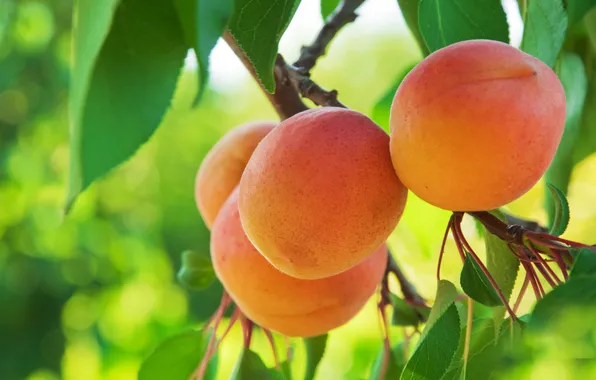 Картинка фрукты, абрикосы, apricot
