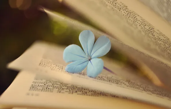 Цветок, книга, страницы