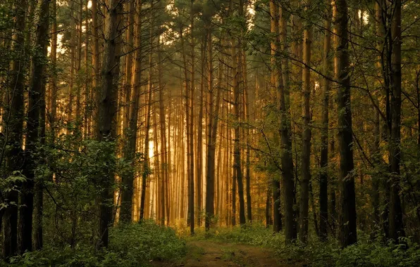 Картинка лучи, деревья, Лес, дорога. сонце, заросли. природа
