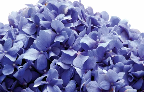 Цветы, синий, лепестки, blue, flowers, petals