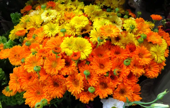 Природа, букет, лепестки