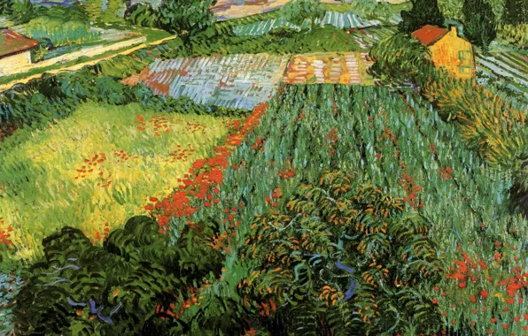 Картинка цветы, кусты, Vincent van Gogh, Poppies, участки, Field with