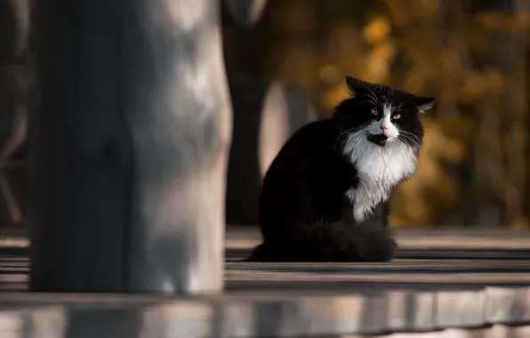 Кошка, кот, черный