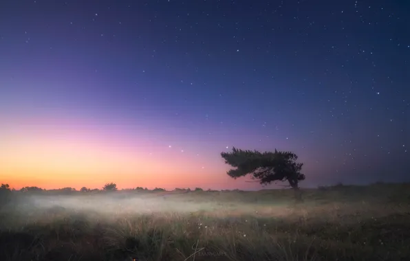 Картинка звезды, ночь, туман, дерево, вечер, утро