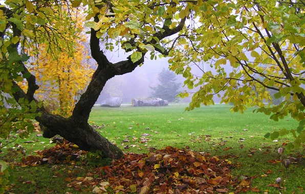 Листья, туман, дерево, Осень, листопад, trees, nature, autumn