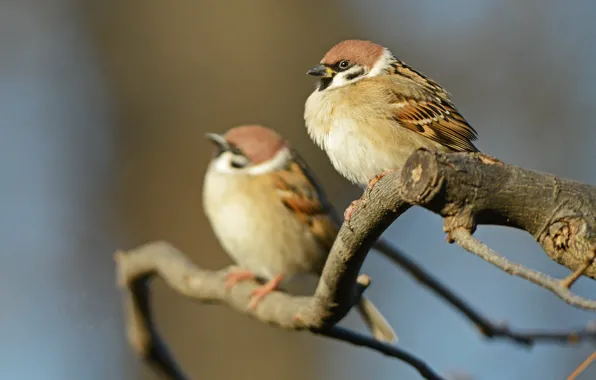 Ветка, пара, couple, боке, воробьи, bokeh, branch, sparrows