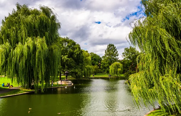 Зелень, деревья, пруд, парк, США, Boston, Massachusetts