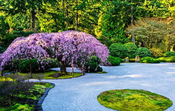 Деревья, дизайн, сад, США, кусты, Portland, Japanese Garden