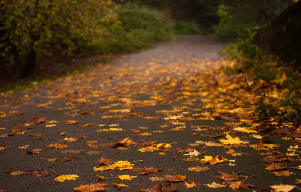 Дорога, осень, асфальт, листья, деревья, природа, желтые