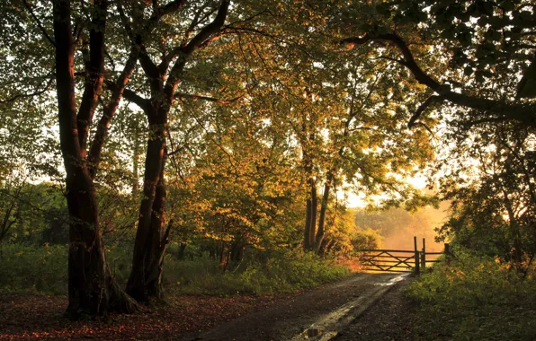 Картинка дорога, осень, лес, пейзаж, забор