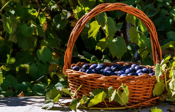 Листья, свет, сад, урожай, фрукты, корзинка, сливы, слива