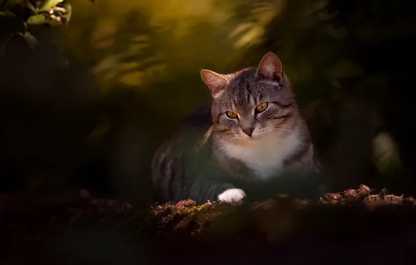 Кошка, кот, портрет