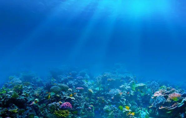 Картинка море, рыбки, дно, кораллы, подводный мир, лучи света