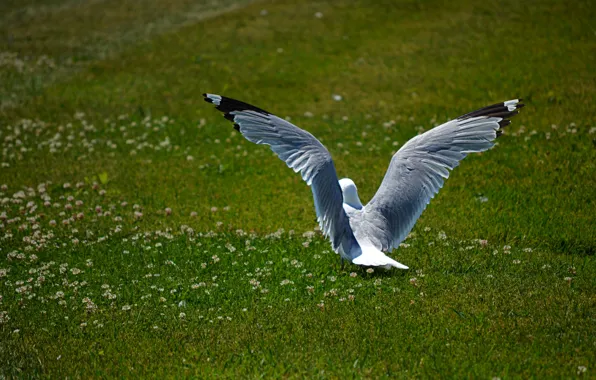 Природа, Трава, Птица, Чайка, Nature, Grass, Seagull