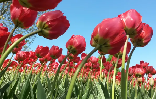 Цветы, Весна, тюльпаны