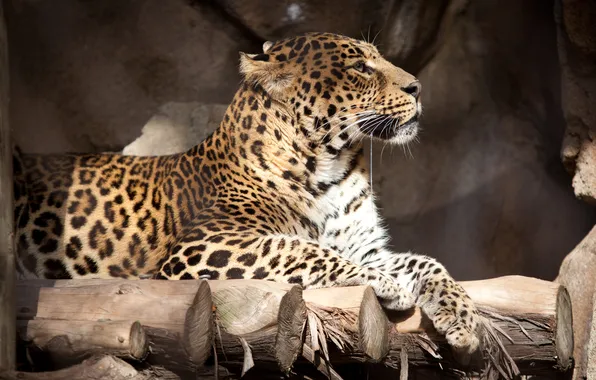 Картинка кошка, леопард, профиль