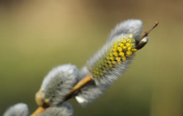 Spring, twig, base kitten