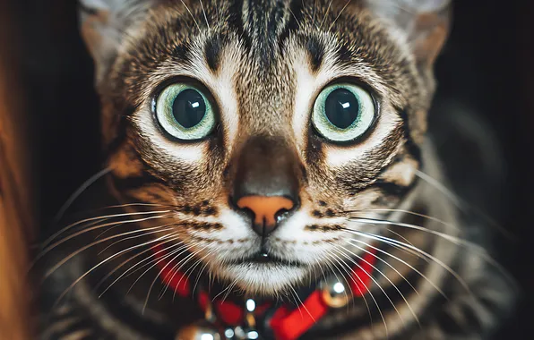 Кошка, кот, взгляд, поза, серый, портрет, мордашка, выражение