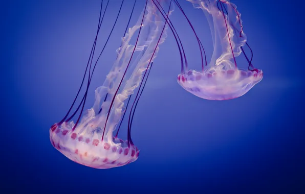 Картинка аквариум, медузы, Jelly
