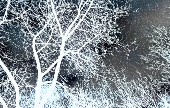 Картинка деревья, ночь, рендеринг, ветви, снегопад, черное и белое, поздняя осень, ненастье