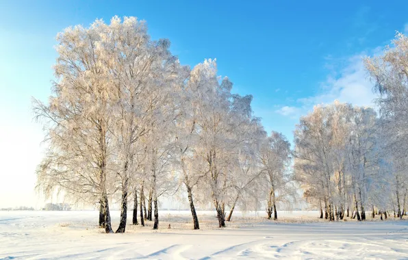 Картинка фото, деревья, снег, природа, зима
