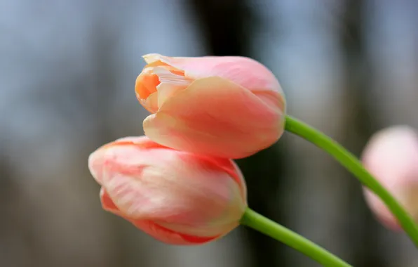 Цветы, весна, тюльпаны