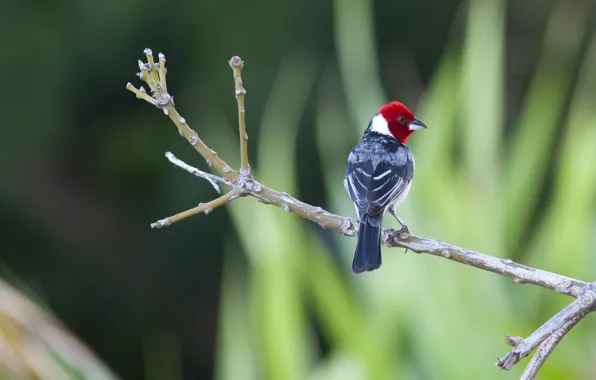 Bird, Red Head, Branch, Cardeal