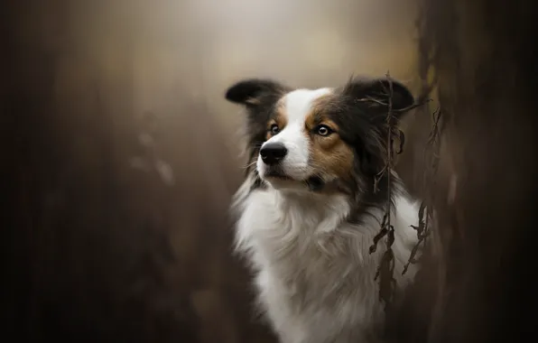 Картинка собака, боке, Theia, Dog Photography